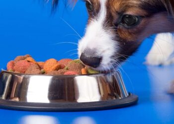 Широкий ассортимент кормов для собак в магазине Шерстяной ком