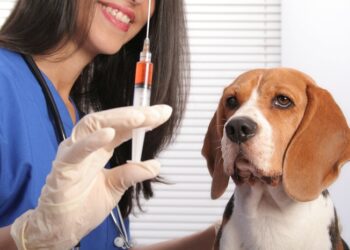 Вакцинація собак: все, що вам потрібно знати