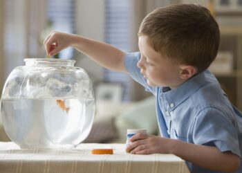 Выбираем корм для своих аквариумных рыбок