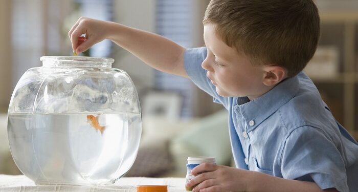 Выбираем корм для своих аквариумных рыбок