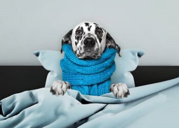Чи загрожує застуда та грип вашому песику: все, що потрібно знати