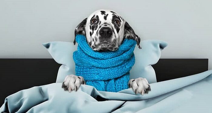 Чи загрожує застуда та грип вашому песику: все, що потрібно знати