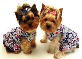 Стильные аксессуары для модных собачек: поводки, ошейники и не только