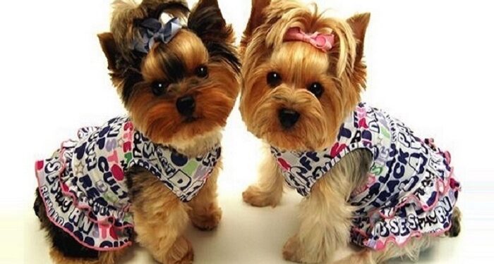 Стильные аксессуары для модных собачек: поводки, ошейники и не только