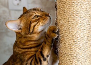 Чому коти точать кігті: причини і рішення для власників