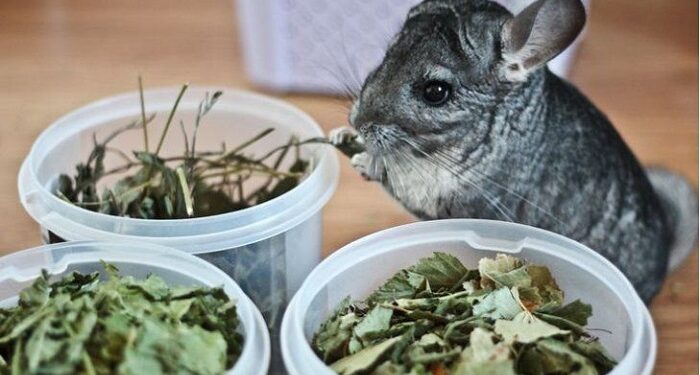 Питание шиншиллы: как правильно балансировать